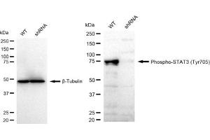 Western blotting analysis using Phospho-STAT3 (Tyr705) antibody (ABIN7800339).