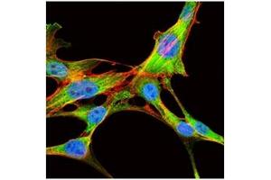 Immunofluorescence (IF) image for anti-Eukaryotic Translation Initiation Factor 4B (EIF4B) antibody (ABIN1107074) (EIF4B anticorps)