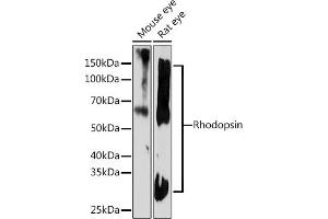 Western blot analysis of extracts of various cell lines, using Rhodopsin Rabbit mAb (ABIN7269974) at 1:1000 dilution. (Rho-related GTP-binding protein anticorps)