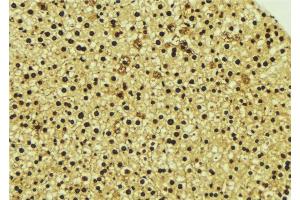 ABIN6277058 at 1/100 staining Mouse liver tissue by IHC-P. (TOR1A anticorps  (Internal Region))