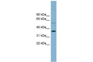 WB Suggested Anti-PLSCR3 Antibody Titration: 0.