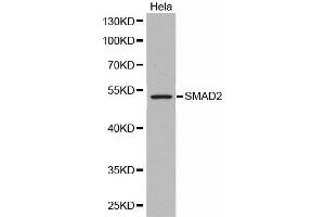 Western Blotting (WB) image for anti-SMAD, Mothers Against DPP Homolog 2 (SMAD2) antibody (ABIN1513537) (SMAD2 anticorps)