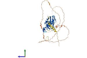 AlphaFold protein structure predicition of Human Recombinant TBX19 Protein, UniprotID O60806