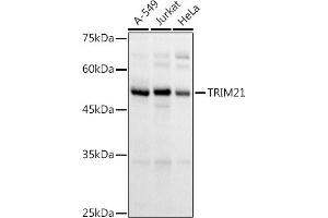 Western blot analysis of extracts of various cell lines, using TRIM21/SS-A antibody (ABIN6131376, ABIN6149506, ABIN6149507 and ABIN6217587) at 1:1000 dilution. (TRIM21 anticorps  (AA 80-330))