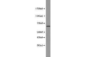 Western Blotting (WB) image for Platelet activating factor (PAF) ELISA Kit (ABIN1116537) (Platelet activating factor (PAF) Kit ELISA)