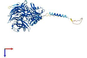 AlphaFold protein structure predicition of Mouse Recombinant Dpp10 Protein, UniprotID Q6NXK7