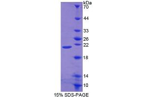 SDS-PAGE analysis of Mouse POFUT1 Protein. (POFUT1 Protéine)