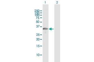 Western Blot analysis of TOMM34 expression in transfected 293T cell line by TOMM34 MaxPab polyclonal antibody. (TOMM34 anticorps  (AA 1-309))