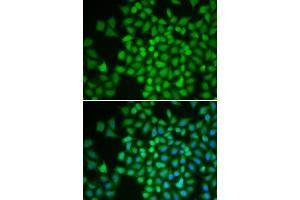 Immunofluorescence (IF) image for anti-COP9 Constitutive Photomorphogenic Homolog Subunit 5 (Arabidopsis) (COPS5) (AA 1-334) antibody (ABIN3022512) (COPS5 anticorps  (AA 1-334))