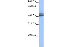 RBM4 antibody used at 0. (RBM4 anticorps  (Middle Region))