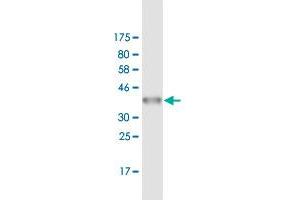 Western Blot detection against Immunogen (36.