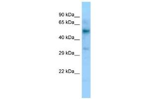 WB Suggested Anti-LIPC Antibody Titration: 1. (LIPC anticorps  (C-Term))