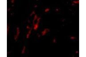 Immunofluorescence of CDCA8 in rat kidney tissue with AP30218PU-N CDCA8 antibody at 20 μg/ml. (CDCA8 anticorps  (N-Term))
