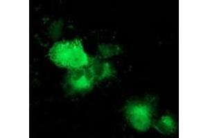Anti-MAPRE2 mouse monoclonal antibody (ABIN2454553) immunofluorescent staining of COS7 cells transiently transfected by pCMV6-ENTRY MAPRE2 (RC200259). (MAPRE2 anticorps)