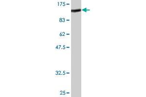 Western Blot detection against Immunogen (89.