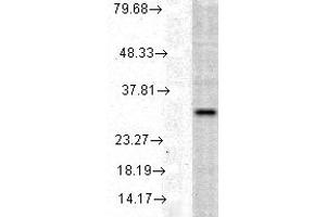 HO 1, human cell line mix copy. (HMOX1 anticorps)