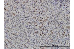 Immunoperoxidase of monoclonal antibody to PRKAA1 on formalin-fixed paraffin-embedded human spleen. (PRKAA1 anticorps  (AA 451-550))