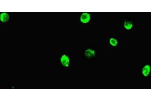 Immunofluorescent analysis of Hela cells using ABIN7165797 at dilution of 1:100 and Alexa Fluor 488-congugated AffiniPure Goat Anti-Rabbit IgG(H+L) (MAX anticorps  (AA 1-58))