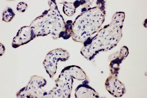 Anti-TLR7 antibody, IHC(P) IHC(P): Human Placenta Tissue