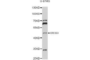 Western blot analysis of extracts of U-87MG cells, using CREB3 antibody (ABIN6291021) at 1:1000 dilution.