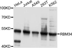 Western blot analysis of extracts of various cell lines, using RBM34 antibody. (RBM34 anticorps)