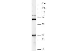 GLYR1 antibody (pAb) tested by Western blot 20 μg of HEK293 nuclear extract was run on SDS-PAGE and probed with antibody at a dilution of 1:500.