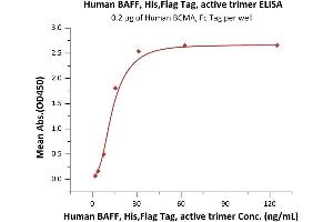 Immobilized Human BCMA, Fc Tag (ABIN2180645,ABIN2180644) at 2 μg/mL (100 μL/well) can bind Human BAFF, His,Flag Tag, active trimer (ABIN6972949) with a linear range of 2-16 ng/mL when detected by Monoclonal anti FLAG (HRP) antibody (Routinely tested).