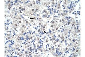 SF3B1 antibody was used for immunohistochemistry at a concentration of 4-8 ug/ml to stain Hepatocytes (arrows) in Human Liver. (SF3B1 anticorps  (Middle Region))