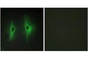 Immunofluorescence (IF) image for anti-Diacylglycerol Kinase, eta (DGKH) (AA 771-820) antibody (ABIN2889661) (DGKH anticorps  (AA 771-820))