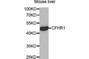 Western Blotting (WB) image for anti-Complement Factor H-Related 1 (CFHR1) (AA 151-330) antibody (ABIN6219787) (CFHR1 anticorps  (AA 151-330))