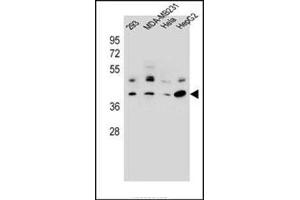 Western blot analysis in 293, MDA-MB231, Hela, HepG2 cell line lysates (35 mg/lane) using RRAGC Antibody (Center) Cat. (GTR2 anticorps  (Middle Region))