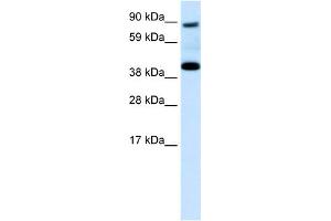WB Suggested Anti-SERPINF1 Antibody Titration:  0. (PEDF anticorps  (N-Term))