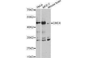 Western blot analysis of extracts of various cell lines, using ORC4 antibody. (ORC4 anticorps)