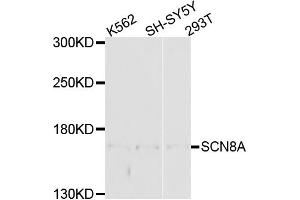 Western blot analysis of extracts of various cell lines, using SCN8A antibody (ABIN4905099) at 1:1000 dilution. (SCN8A anticorps)