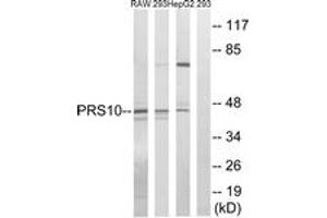 Western blot analysis of extracts from HepG2/293/RAW264. (PSMC6 anticorps  (AA 61-110))