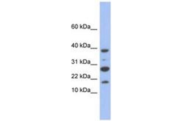 NDUFC1 抗体  (C-Term)