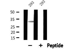 Western blot analysis of extracts from 293, using MRPL15 Antibody. (MRPL15 anticorps  (Internal Region))