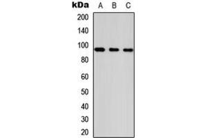 Western blot analysis of ANKRD20A1 expression in HeLa (A), NS-1 (B), PC12 (C) whole cell lysates. (ANKRD20A1 anticorps  (Center))
