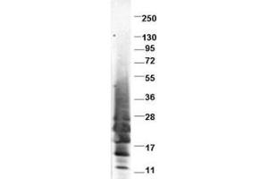 Image no. 1 for anti-Interleukin 13 (IL13) antibody (ABIN401065) (IL-13 anticorps)