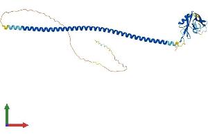 AlphaFold protein structure predicition of Mouse Recombinant Cd72 Protein, UniprotID P21855