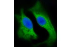 Immunofluorescent analysis of 4 % paraformaldehyde-fixed, 0.