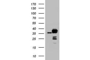 Image no. 1 for anti-Apurinic/Apyrimidinic Endonuclease 1 (APEX1) (AA 1-242) antibody (ABIN1490625) (APEX1 anticorps  (AA 1-242))