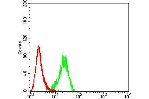 Flow cytometric analysis of Hela cells using FOLR1 mouse mAb (green) and negative control (red).