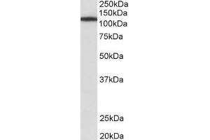 ABIN870635 (1µg/ml) staining of NIH3T3 lysate (35µg protein in RIPA buffer). (Myosin IB anticorps  (Internal Region))
