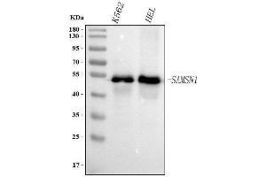 Western blot analysis of SAMSN1 using anti-SAMSN1 antibody (ABIN7602721).
