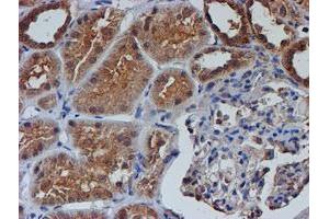 Immunohistochemical staining of paraffin-embedded Human Kidney tissue using anti-NUBPL mouse monoclonal antibody. (NUBPL anticorps  (AA 1-250))