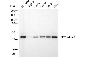Western blotting analysis using ATG4A antibody (ABIN7797709).