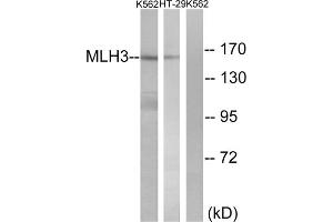 Western blot analysis of extracts from K562 cells and HT-29 cells, using MLH3 antibody. (MLH3 anticorps  (Internal Region))