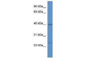 Western Blot showing ASNA1 antibody used at a concentration of 1. (ASNA1 anticorps  (C-Term))