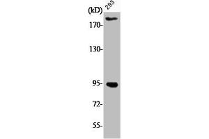 Western Blot analysis of 293 cells using Phospho-IGF-IR (Y1161) Polyclonal Antibody